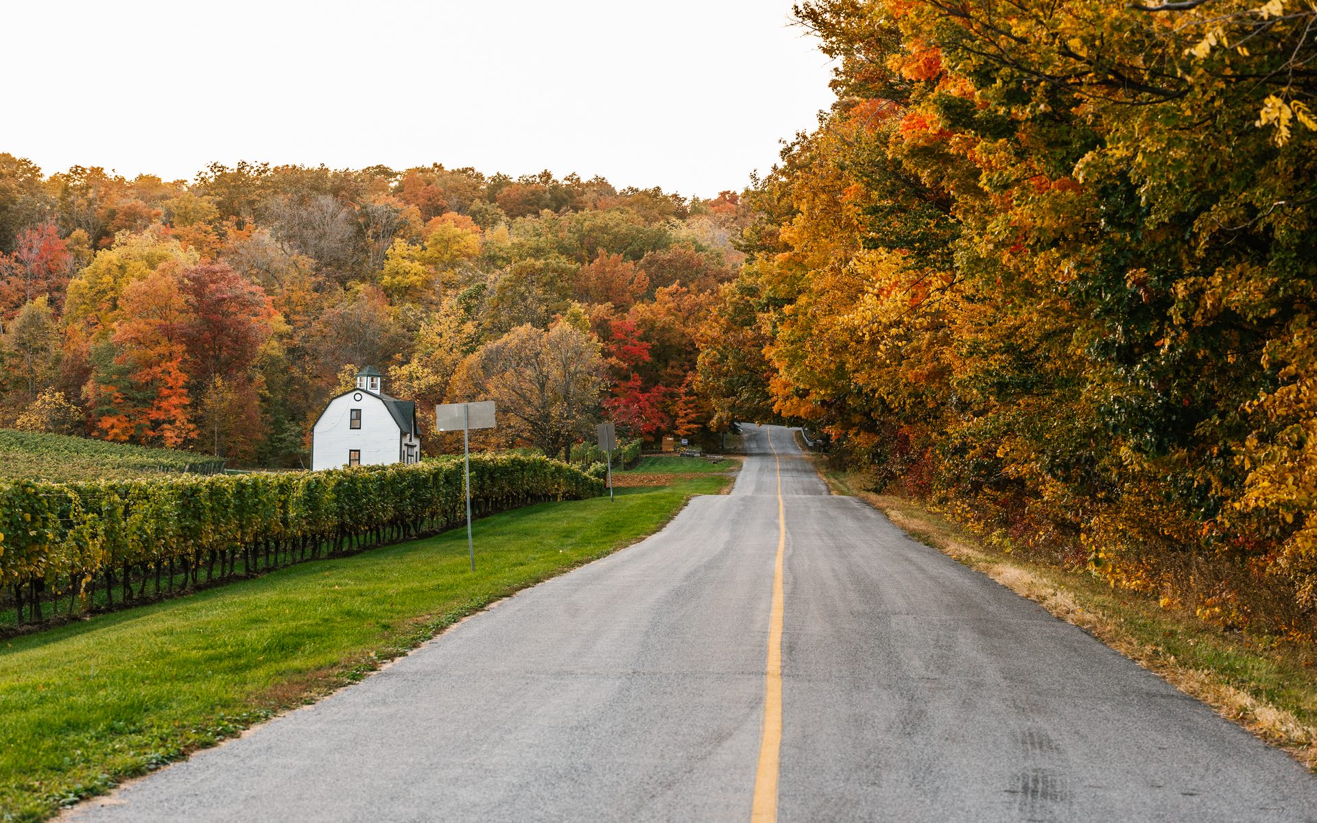 A country road winding through the Niagara Benchlands in full fall colour