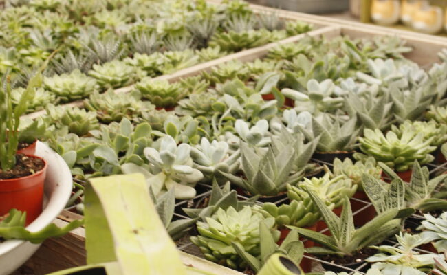 The Watering Can Flower Market