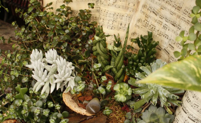 The Watering Can Flower Market