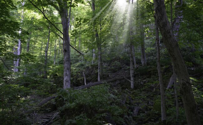 Cave Springs Conservation Area